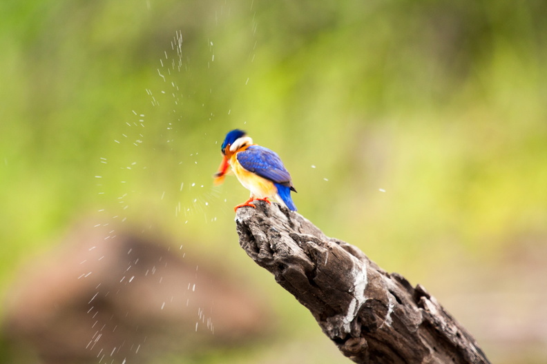 Malachite kingfisher drying off.jpg