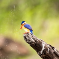 Malachite kingfisher drying off.jpg