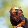 Golden-headed lion tamarin