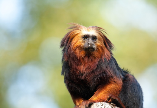 Golden-headed lion tamarin