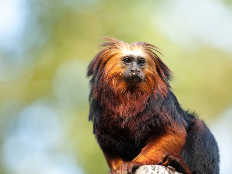 Golden-headed lion tamarin