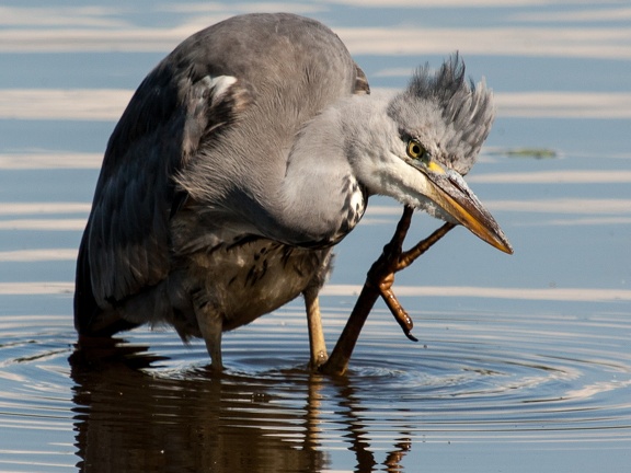 Thinking Heron