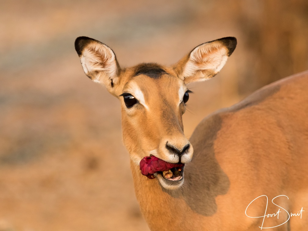 Puku eating a sausage tree flower