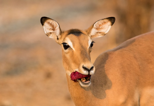 South Luangwa - Zambia