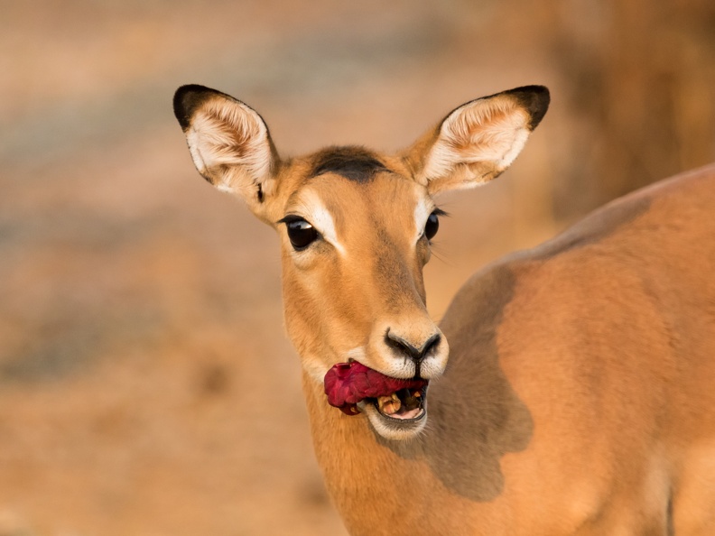 Puku eating a sausage tree flower