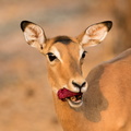 Puku eating a sausage tree flower.jpg