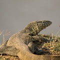 Water monitor lizard