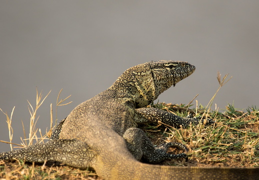 Water monitor lizard