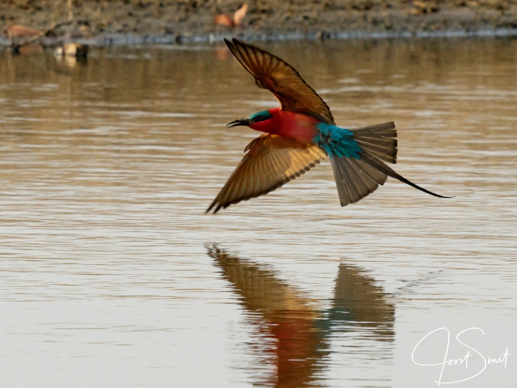 Carmine bee-eater on the water