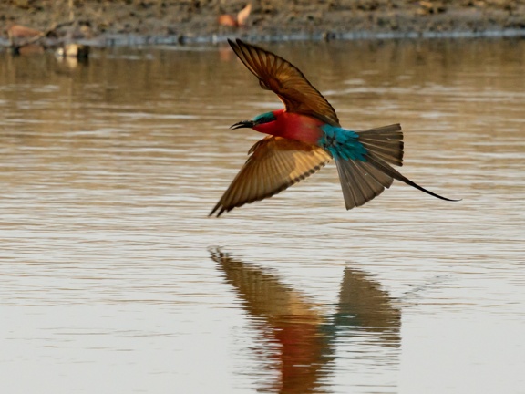 Carmine bee-eater on the water