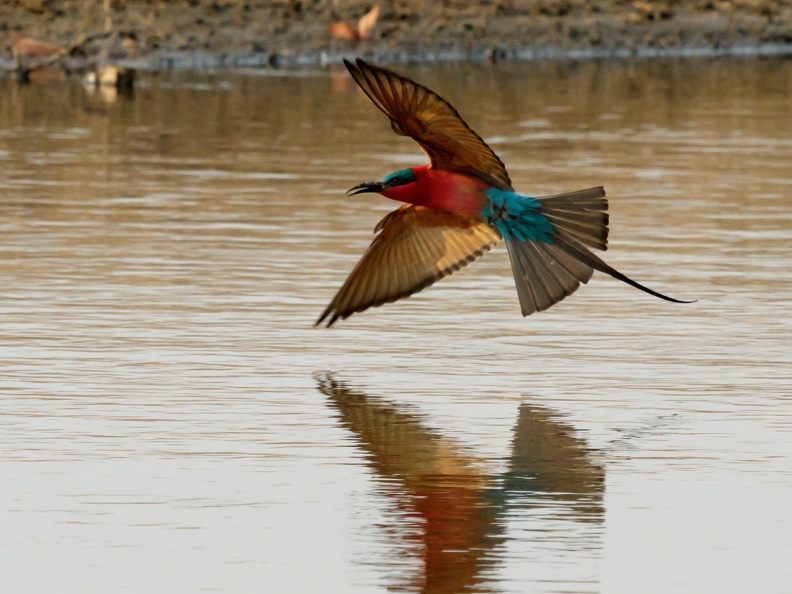 Carmine bee-eater on the water
