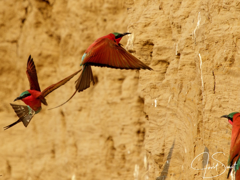 Carmine bee-eaters in flight