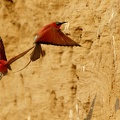 Carmine bee-eaters in flight