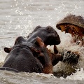 Fighting hippos