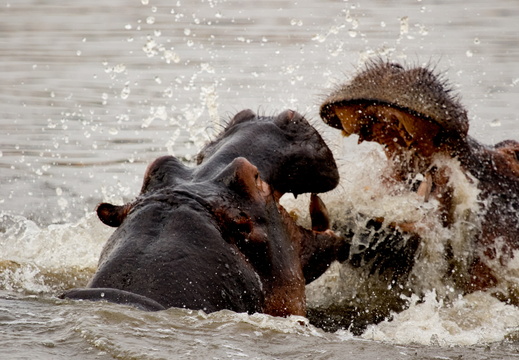 Fighting hippos