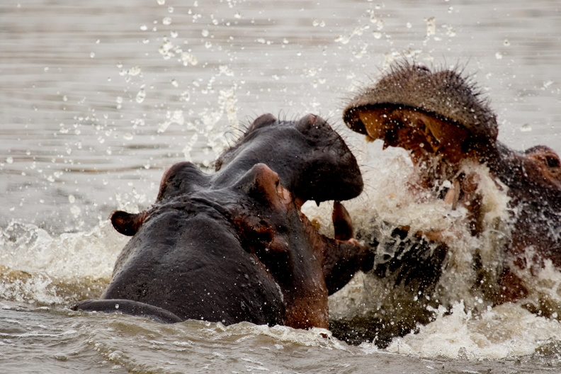 Fighting hippos.jpg