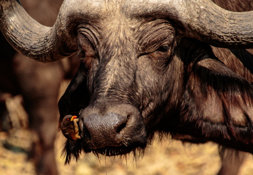 Buffalo with Oxpecker