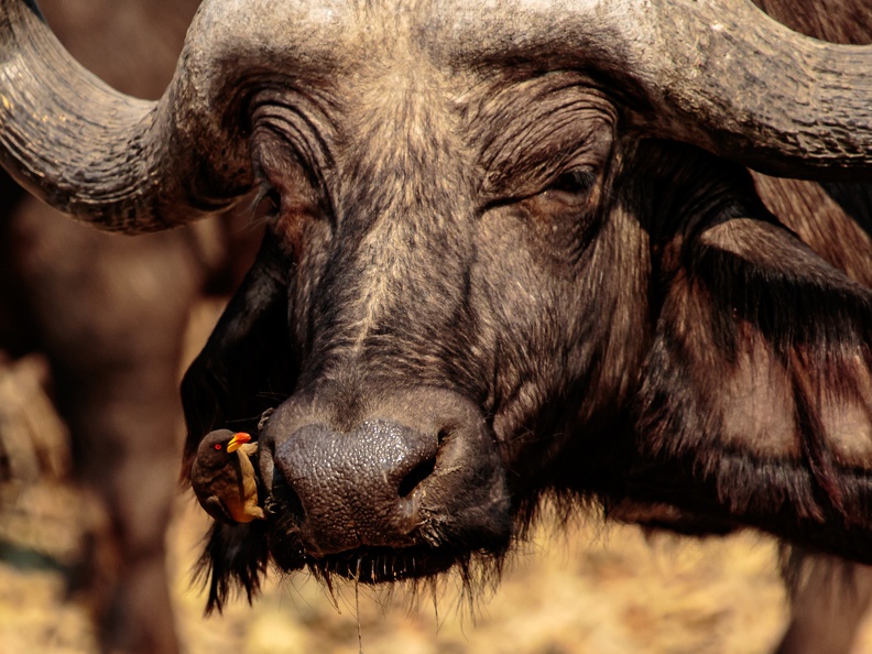 Buffalo with Oxpecker