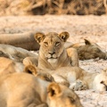 Sleeping Lion Pride