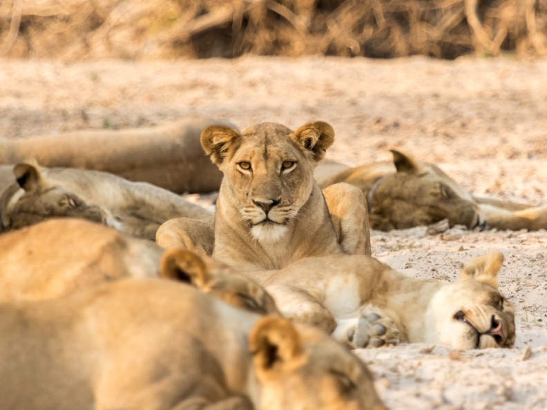 Sleeping Lion Pride