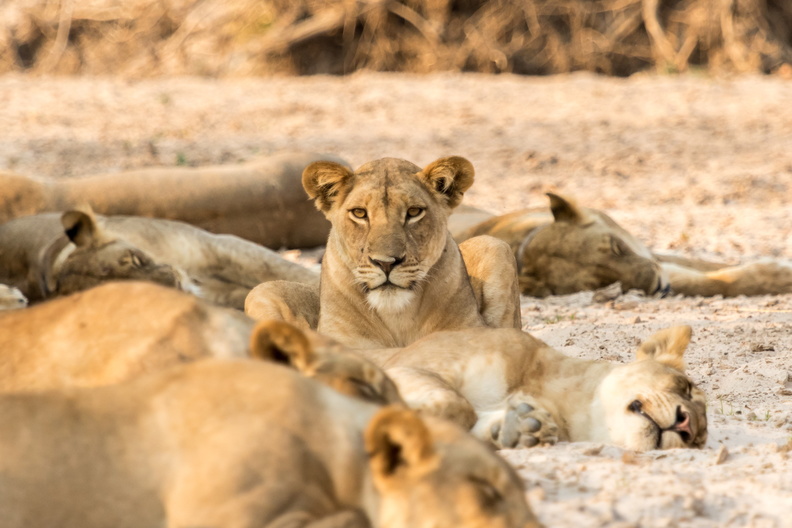 Sleeping Lion Pride.jpg