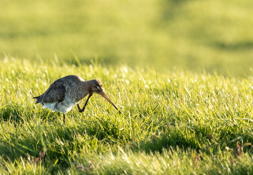 Grutto in Zoetermeer