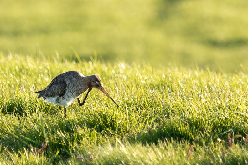Grutto in Zoetermeer.jpg