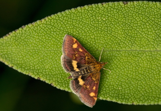 Muntvlindertje op een salieblad