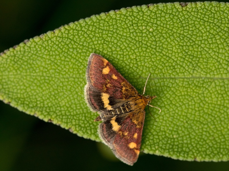 Muntvlindertje op een salieblad