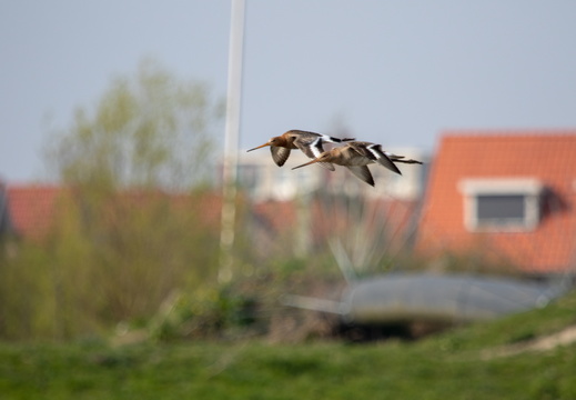 Gruttos in flight