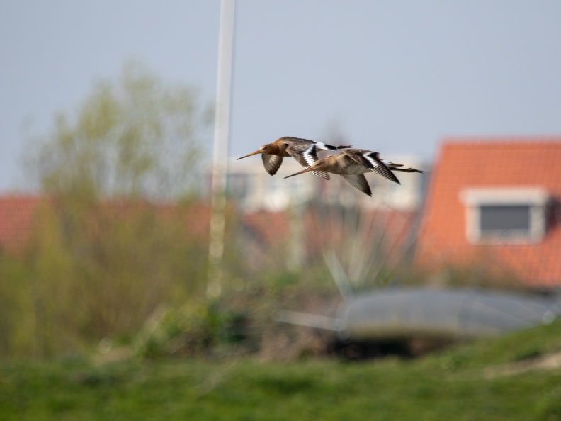 Gruttos in flight