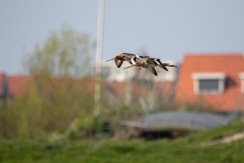 Gruttos in flight.jpg