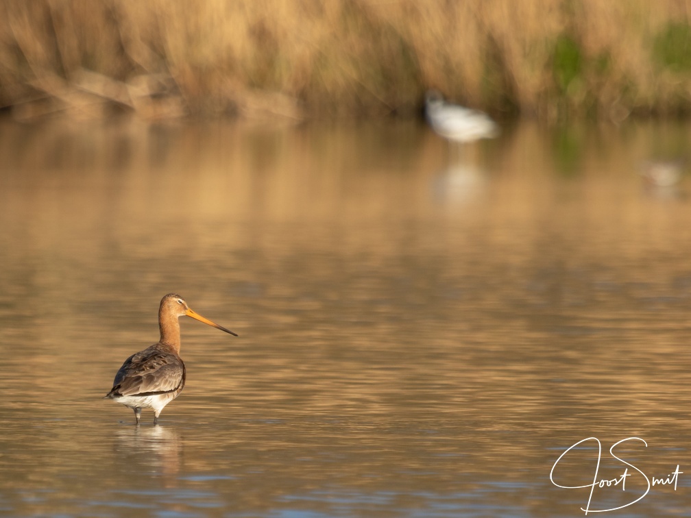 Grutto in het water