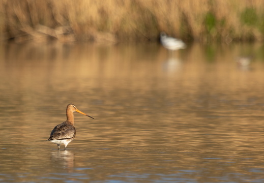Grutto in het water
