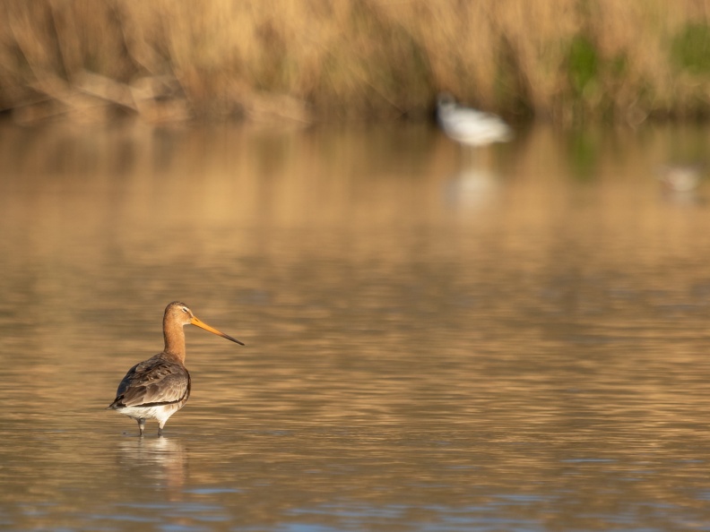 Grutto in het water