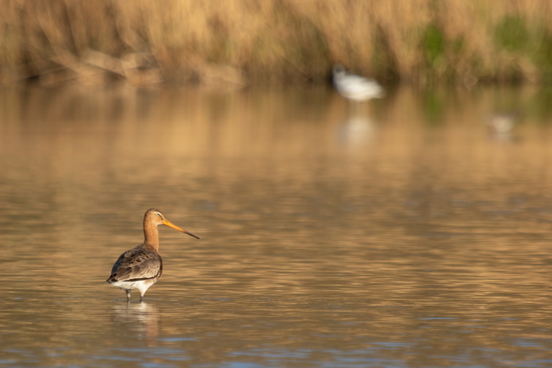 Grutto in het water.jpg