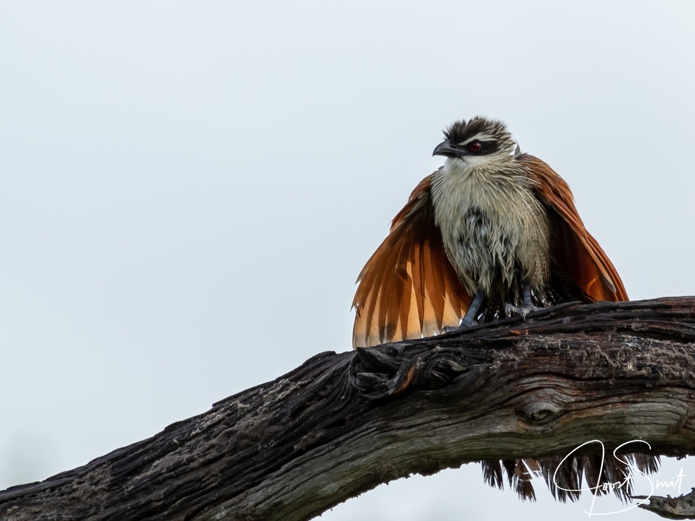 White-browed Coucal opening its wings
