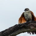 White-browed Coucal opening its wings.jpg
