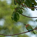 White-fronted bee-eater resting on a branch.jpg