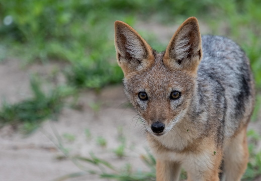 Black-backed Jackal