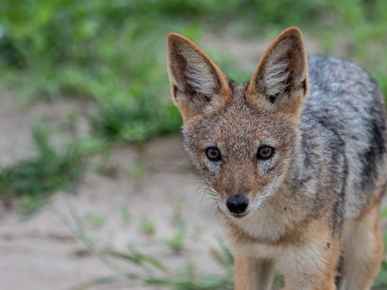 Black-backed Jackal