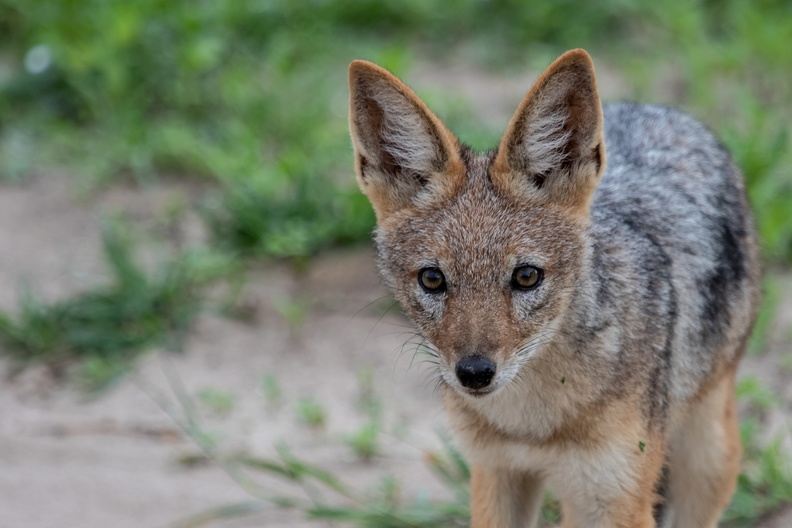 Black-backed Jackal.jpg