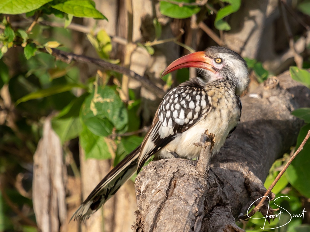 Red-billed hornbill