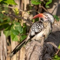 Red-billed hornbill