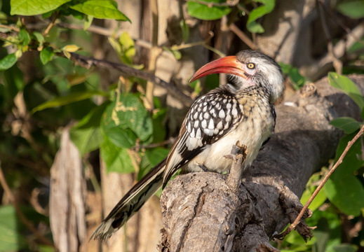 Red-billed hornbill