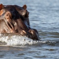 Hippo surfacing