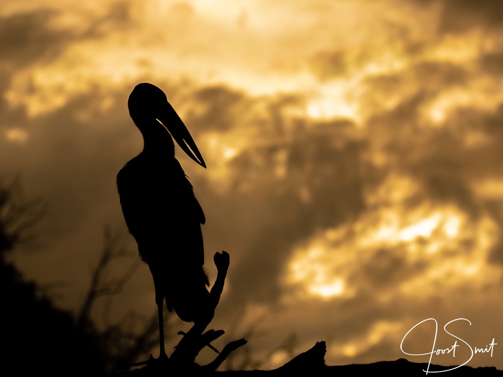 Silhouette of an Open-billed Stork