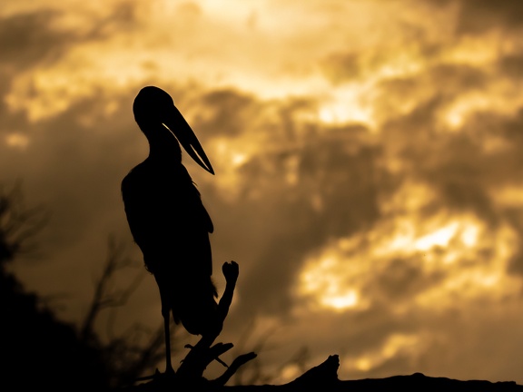 Silhouette of an Open-billed Stork