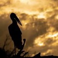 Silhouette of an Open-billed Stork.jpg