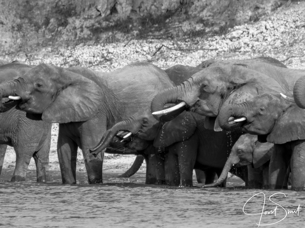 Elephant family drinking in the Chobe river